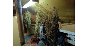 Разбиха наркооранжерия в Добричко, иззети са 6 кг марихуана и специализирана техника