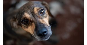 Летище “Фиумичино” в Рим разшири луксозния си хотел за кучета с нови удобства и услуги