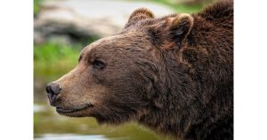 Мечка СНИМКА: Pixabay