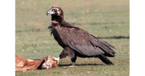 Черен лешояд Снимка: Уикипедия