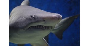 Изследователите са оценили потенциала на всеки материал за намаляване на нараняванията от бели и тигрови акули СНИМКА: Pixabay