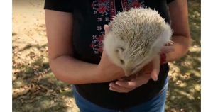 Откриха първия таралеж албинос в България