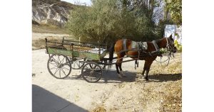 Каруцата на бракониер на дърва от Карловско отиде в държавата