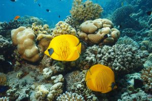 'Калинки на морето' грабнаха голямата награда: Юри Иванов е Океански фотограф на годината 2025