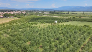 Черешопроизводители в Кюстендилско чакат месеци за компенсации след загубена реколта