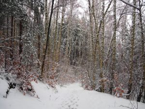 Драстична промяна във времето: Сняг и студ идват до края на седмицата, но има и добра новина