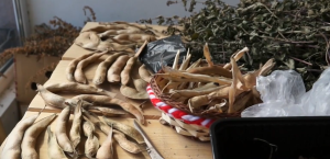 Сушата смаза реколтата от смилянски фасул: Очаква се 50% спад и по-високи цени