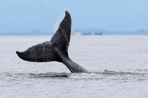 Океанът на никого вече не е беззащитен: В сила влезе исторически договор за международните води, очаква се и конференция на ООН през 2025 г.
