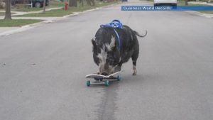 Невероятно, но факт: Прасе на скейтборд и магарета чупят световни рекорди на Гинес!