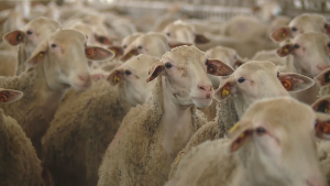 Шареният пейзаж по овцете: Защо ваксинацията остава под въпрос въпреки ожесточените дебати?