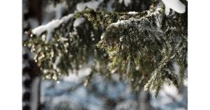 Витоша под заплаха: Ранен сняг носи риск от опасен горолом този уикенд