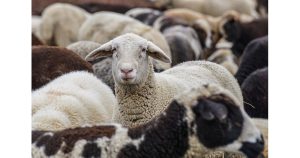 Ново огнище на син език в Румъния: Болестта се разпространява в Европа