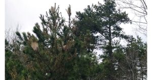 Зоопарк Стара Загора пръска срещу опасната борова процесионка: променят работното време