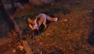 Лисица се разходи в „Лагера“: Зачестяват срещите с диви животни в столичните квартали