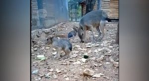 Радост в Старозагорския зоопарк: Родиха се бебета патагонски мари