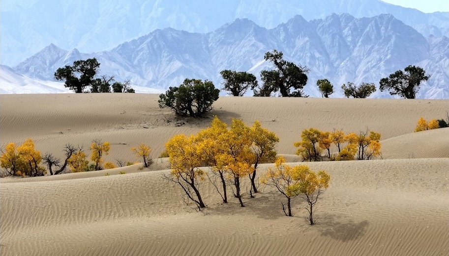 Невероятно откритие в Китай: Идентифицираха 916-годишна хвойна Невероятно откритие в Китай: Идентифицираха 916-годишна хвойна