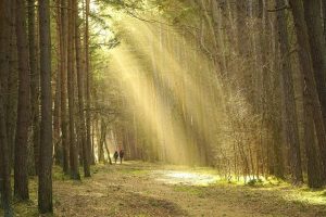 WWF със съвети: Свалете слушалките в гората – как да се държим при среща с мечка