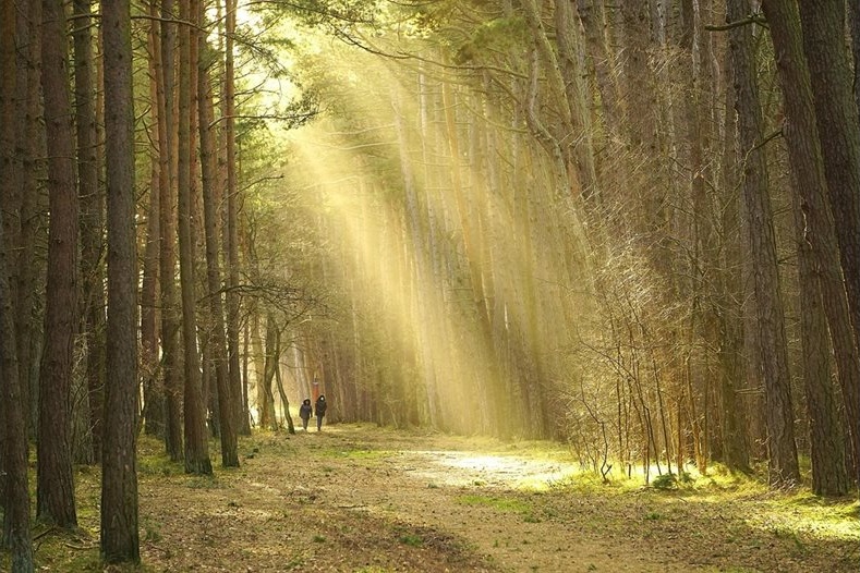 WWF със съвети: Свалете слушалките в гората – как да се държим при среща с мечка WWF със съвети: Свалете слушалките в гората – как да се държим при среща с мечка