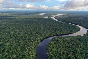 Противоречията около COP30 в Амазонка: 10 000 изсечени дървета и 700 евро на нощ за спасението на климата