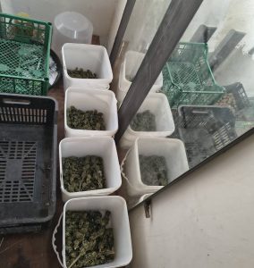 Разбита домашна наркооранжерия в Бургас: Иззети са близо два килограма марихуана при специализирана акция Разбита домашна наркооранжерия в Бургас: Иззети са близо два килограма марихуана при специализирана акция