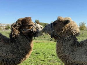 Семейство двугърби камили Кали и Фреди се настани в Бургаския зоопарк по нова екоконцепция Семейство двугърби камили Кали и Фреди се настани в Бургаския зоопарк по нова екоконцепция