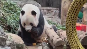 Две панди дебютираха в Пекин с лунни сладки, докато Китай засилва „панда дипломацията“