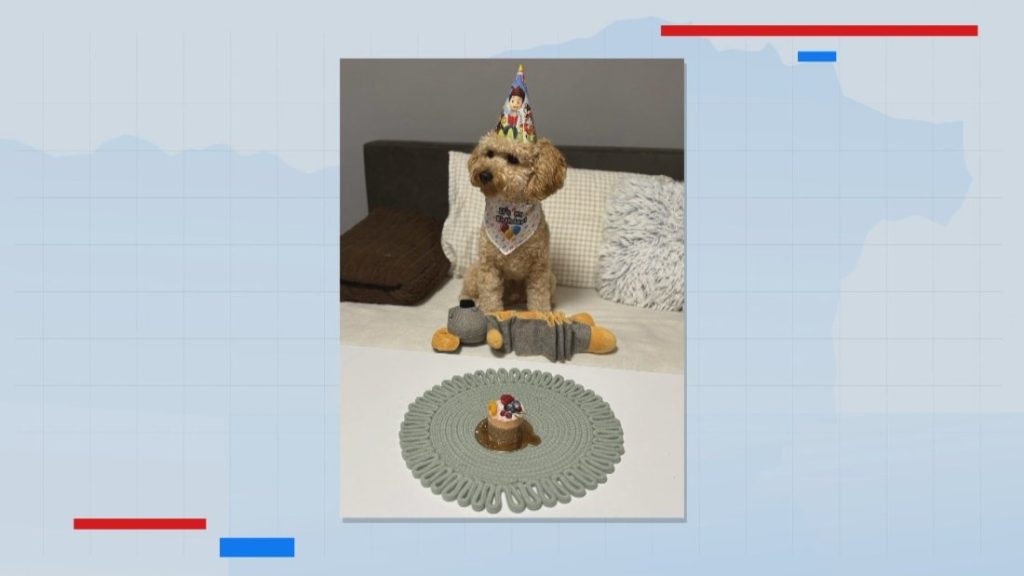 Как да приготвим здравословна кучешка торта: Рецепти, съставки и новите тенденции