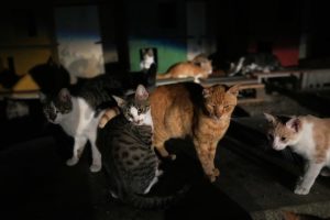 Кипър, Островът на котките, се бори с популация, заплашваща екосистемата