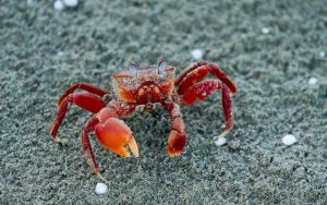 Математика и природа: Защо броят на видовете ракообразни в теста за 7. клас се оказа десетично число?