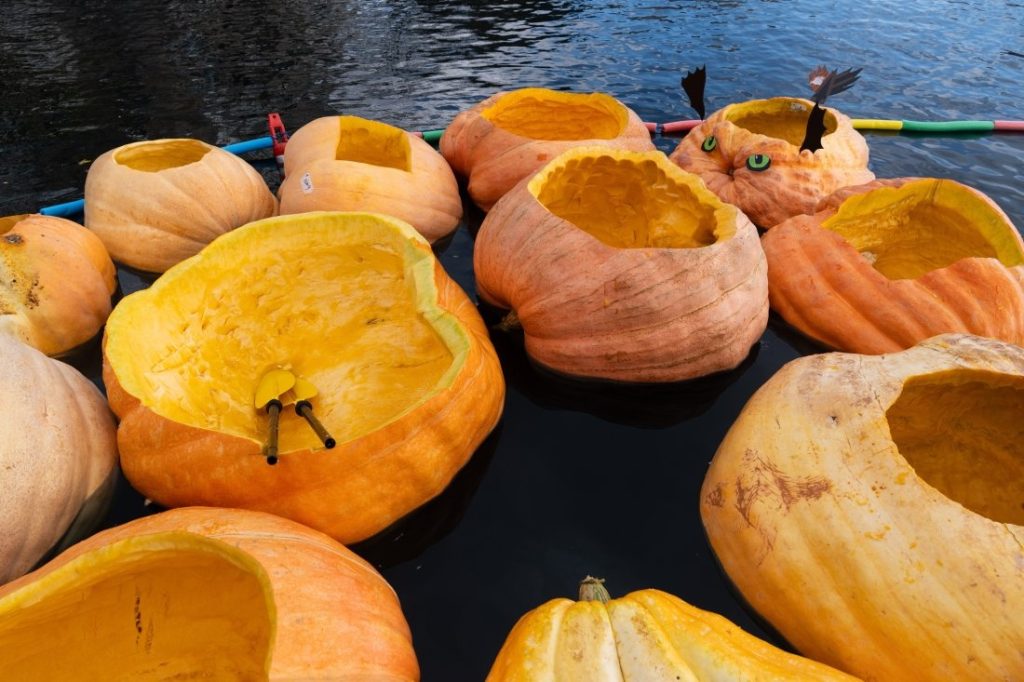 Тиквена регата в Белгия: Щафета на 100 метра с лодки от гигантски плодове Тиквена регата в Белгия: Щафета на 100 метра с лодки от гигантски плодове