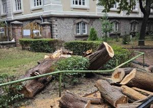 Критична ситуация в Пловдив: Огромно дърво падна до училище, общината критикувана за реактивен подход