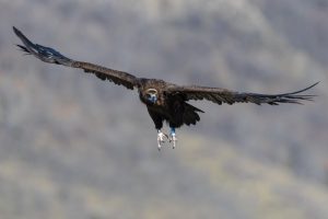 Проектът за възстановяване на черния лешояд в Източните Родопи продължава: Общо 27 птици са освободени