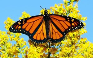 Световен прецедент: Пеперуда Монарх полетя отново след безболезнена трансплантация на крило