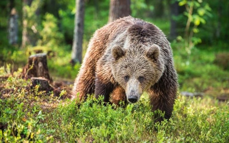 Кафявата мечка губи страх от човека: Експерти търсят баланса с ежегоден мониторинг