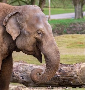 Драстичен спад: Популацията на дивите слонове в Индия е намаляла с една четвърт за осем години