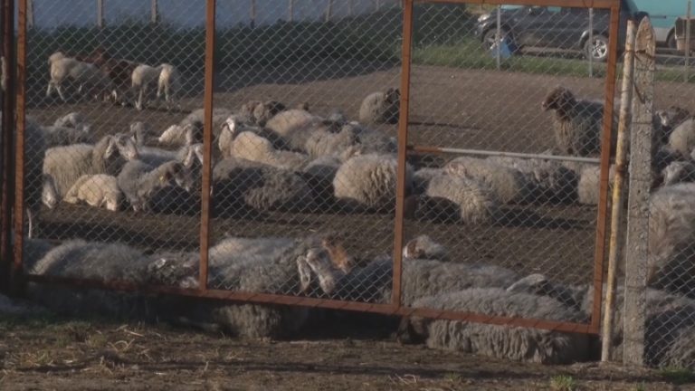 Антракс в Славяново: Ваксинират стотици животни, забраниха общата паша