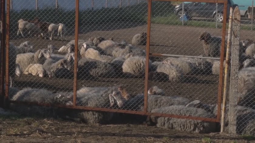 Антракс в Славяново: Ваксинират стотици животни, забраниха общата паша Антракс в Славяново: Ваксинират стотици животни, забраниха общата паша