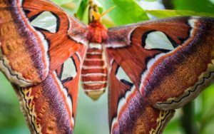 Седем пеперуди „Атлас“ се излюпиха в Пловдив: Посетителите имат само седмица да ги видят Седем пеперуди „Атлас“ се излюпиха в Пловдив: Посетителите имат само седмица да ги видят