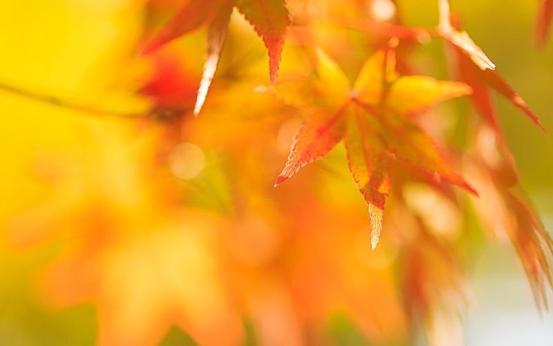 Жълт код за силен вятър в 26 области, очаква се чувствително затопляне до 23° Жълт код за силен вятър в 26 области, очаква се чувствително затопляне до 23°