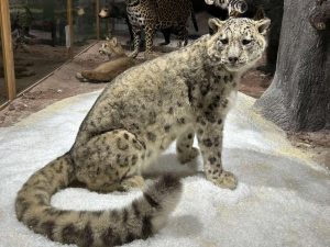 Нов експонат: Регионалният природонаучен музей в Пловдив представи снежен леопард Нов експонат: Регионалният природонаучен музей в Пловдив представи снежен леопард