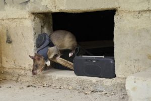 HeroRATs в действие: В Танзания обучават гигантски плъхове за издирване на оцелели след земетресения