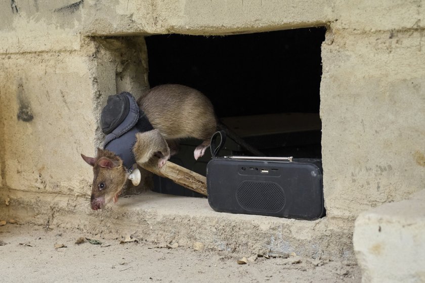 HeroRATs в действие: В Танзания обучават гигантски плъхове за издирване на оцелели след земетресения HeroRATs в действие: В Танзания обучават гигантски плъхове за издирване на оцелели след земетресения