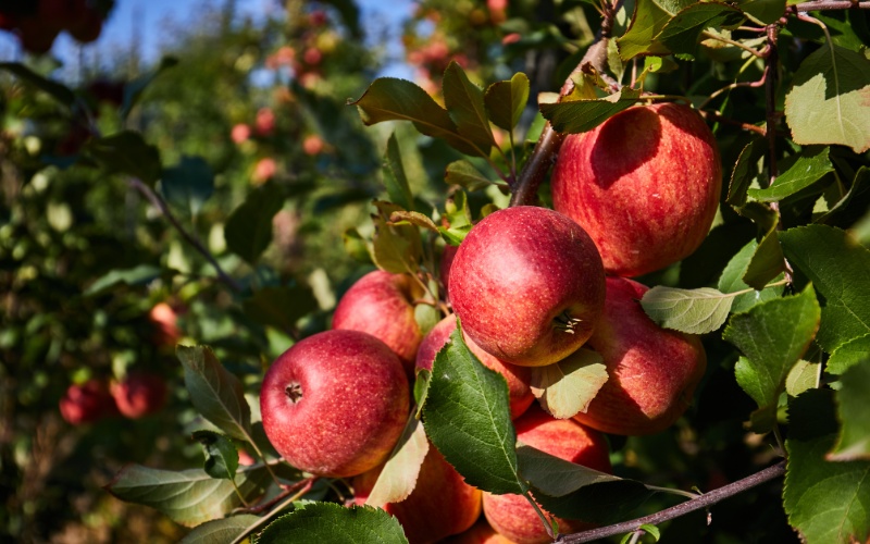 Масови уволнения в НКЖИ: 10 служители изгонени заради кражба на ябълки Масови уволнения в НКЖИ: 10 служители изгонени заради кражба на ябълки
