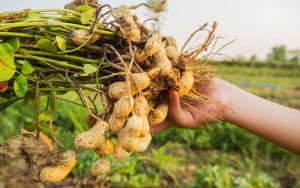 Криза за садовския фъстък: Сушата и евтиният внос заплашват да заличат производството