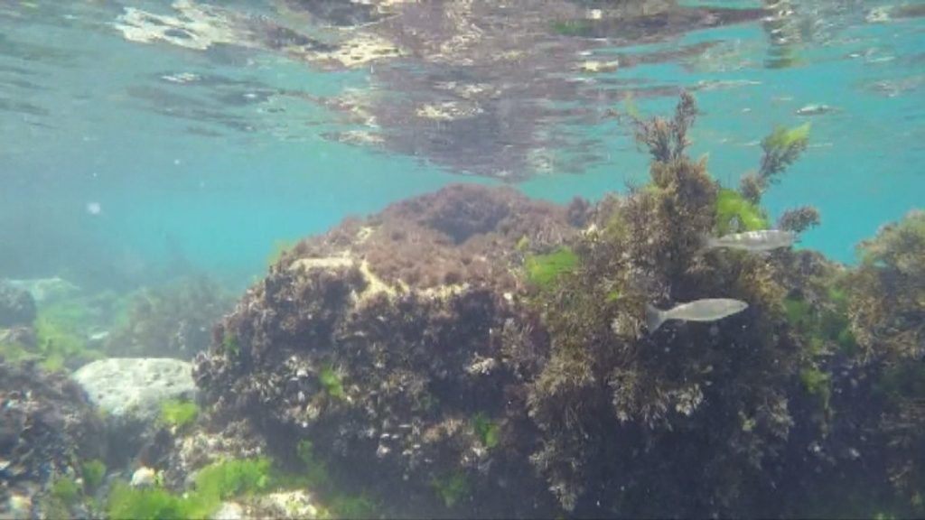 Екосистемата на Черно море е пред срив: Студеният воден слой изчезна, инвазивни видове настъпват Екосистемата на Черно море е пред срив: Студеният воден слой изчезна, инвазивни видове настъпват