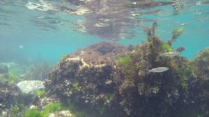 Екосистемата на Черно море е пред срив: Студеният воден слой изчезна, инвазивни видове настъпват Екосистемата на Черно море е пред срив: Студеният воден слой изчезна, инвазивни видове настъпват