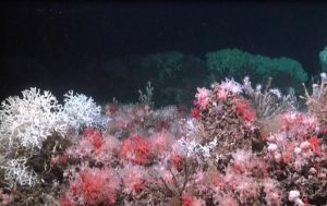 Международна експедиция откри богато биоразнообразие и огромни рифове край Уругвай