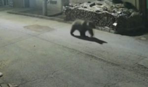 Втора мечка е заснета в доспатското село Бръщен, разхожда се край училище и детска градина