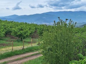 Криза в овощната градина на България: Слаба реколта гони берачите към Гърция за 50 евро на ден Криза в овощната градина на България: Слаба реколта гони берачите към Гърция за 50 евро на ден