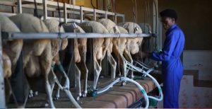 Мигранти спасяват селските райони на Испания от обезлюдяване и затваряне на ферми Мигранти спасяват селските райони на Испания от обезлюдяване и затваряне на ферми